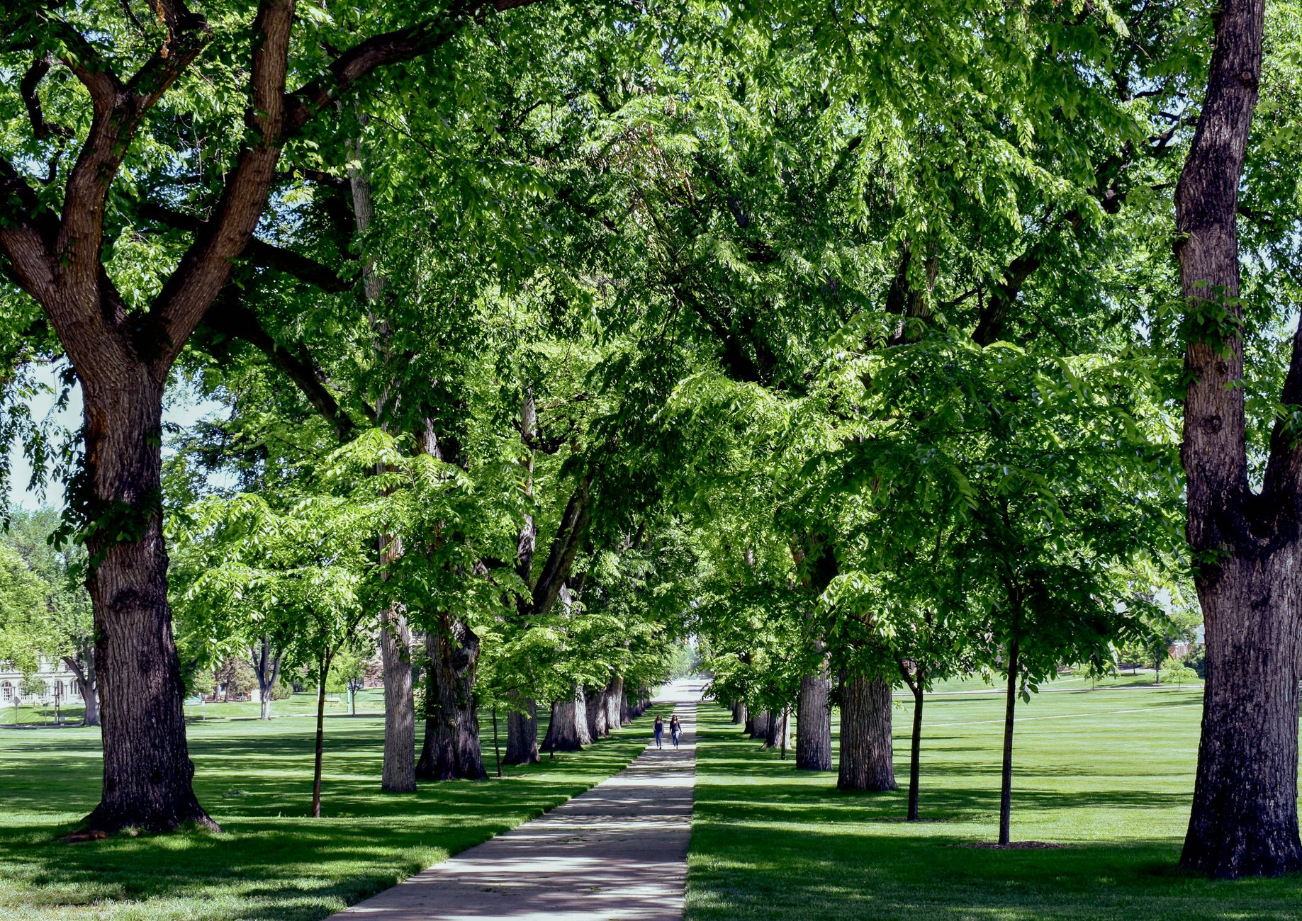 A serene summer walkway lined with oak trees at Colorado State University's Oval in Fort Collins.