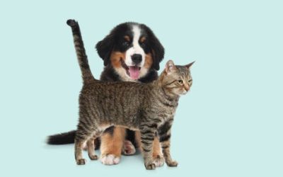 Why is Pet Boarding a Good Option for Your Pet?