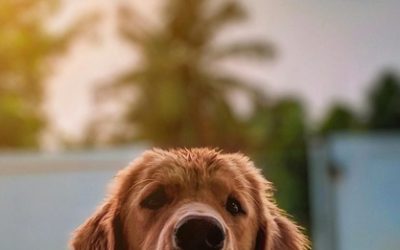 How Can I Make My Pet Comfortable at the Vet?