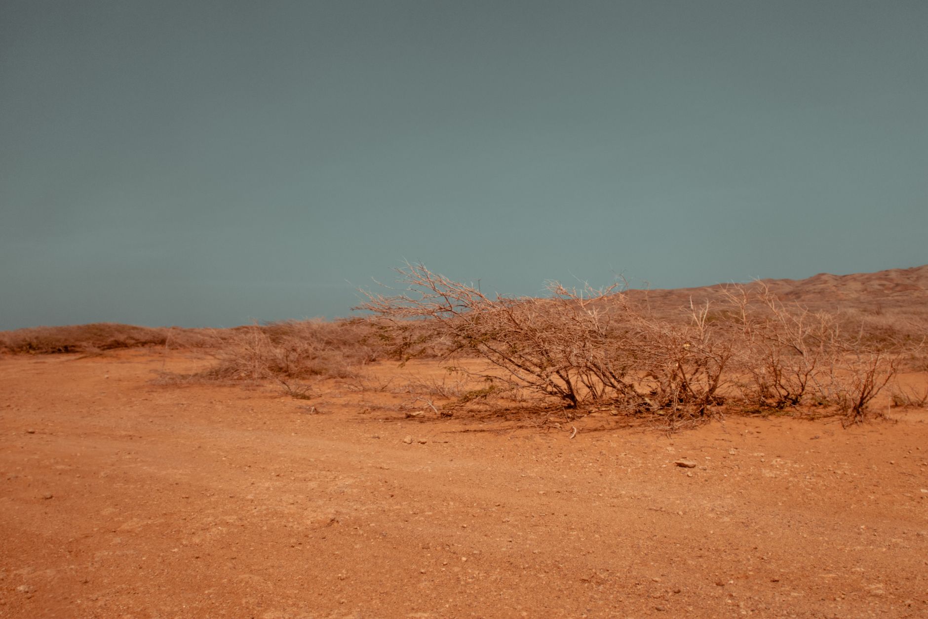 Why Desert Trees Need More Than a Casual Trim: Understanding Tree Care in Arid Climates